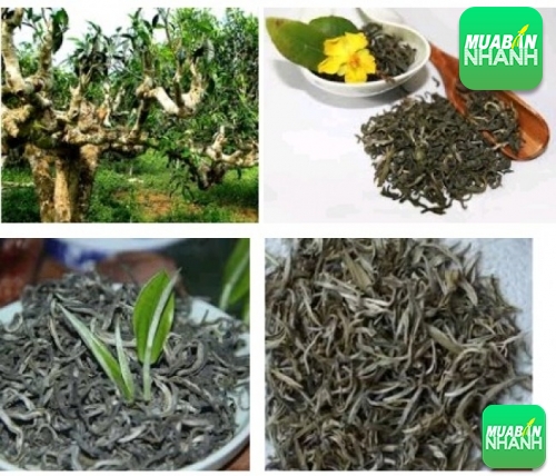 Nguồn gốc, đặc điểm, cách chế biến và cách pha trà tuyết